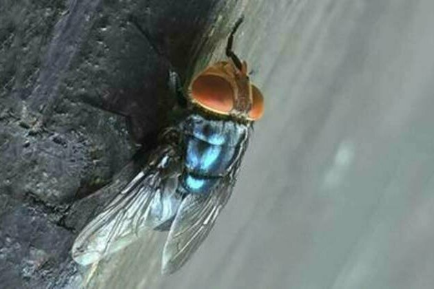 US to drop billions of flies on Mexico and Texas - AP