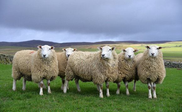 Wool selling season finishes strong thanks to competitive demand 