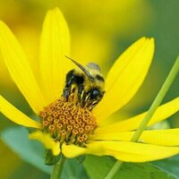 How AI can help protect bees from dangerous parasites