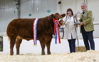 Heifers reign supreme at Agrifest