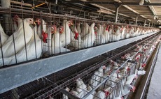 Majority of meat industry 'incubating' next pandemic