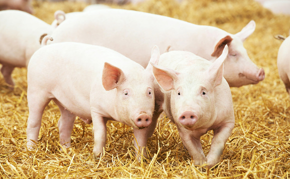 Scots pork producers on firm footing