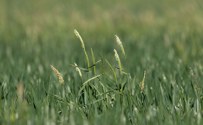How to keep growing wheat on land with a historic black-grass issue