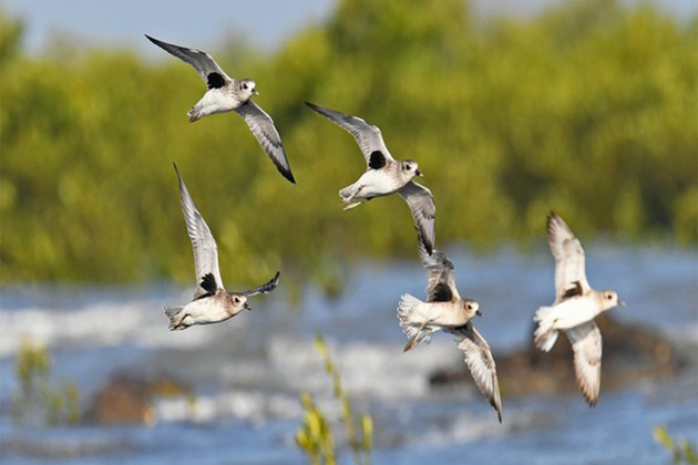 Gujarat: Khijadiya Bird Sanctuary welcomes over 52,000 visitors as biodiversity flourishes