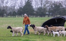 Ag in my Land: Texas is the land of cattle, but sheep are increasingly playing a key role on farm