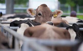 Bovine TB compensation is unsustainable, says Wales' Rural Affairs Minister