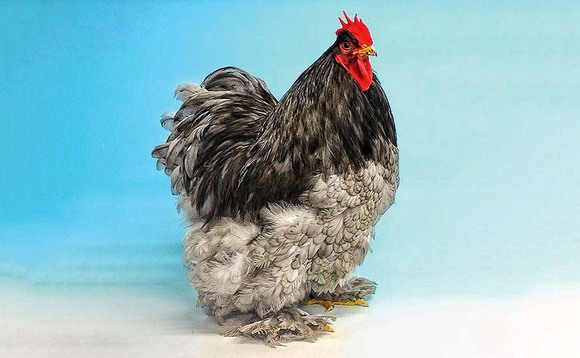 Poultry pulled from Great Yorkshire Show due to bird flu threat