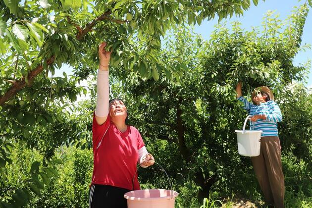 Tech-driven logistics boosts plum delivery in remote SW China county