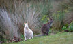  Tasmanian wallabies