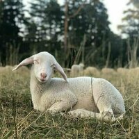 No country for old poets? Barry Hill's Lamb is a work of vitality and rejuvenation