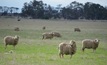 Shorn wool production is set to drop next year. Photo: Mark Saunders.