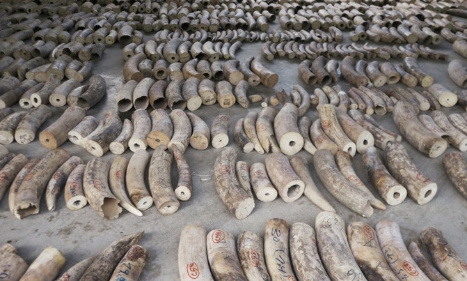 Singapore to ban sale of elephant ivory from 2021 Singapore to ban sale of elephant ivory from 2021