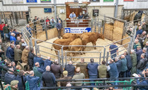 Why Hexham and Northern Marts is investing in the future of livestock markets