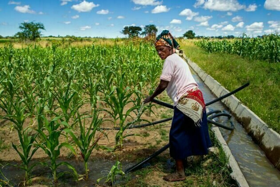 We studied smallholder farming in three African countries for 10 years: why profitable irrigation is key
