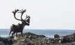 Dominion Diamond Corp is helping local communities preserve the caribou population in the Northwest Territories