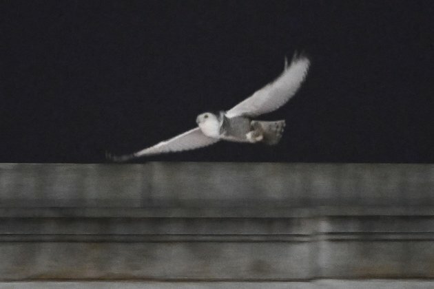 Birdwatchers Flock for Glimpse of Rare Snowy Owl in US Capital