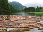 Timber production exceeds demand