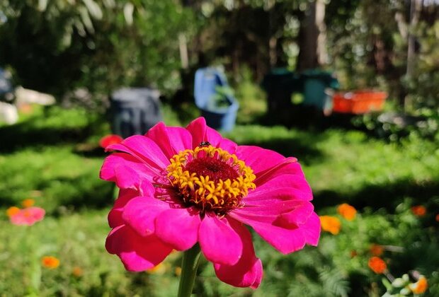 The world's first flowers were pollinated by insects