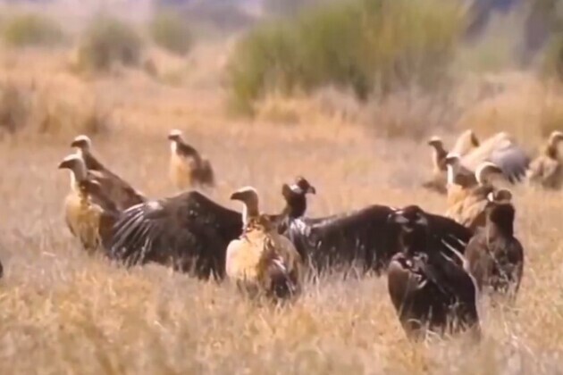 Rare congregation of Steppe Eagles spotted in Rajasthan's Desert National Park