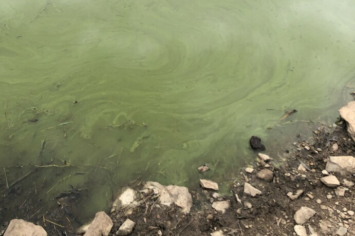 Agriculture Victoria is warning livestock producers of potential blue-green algae impacting stock water supplies. 