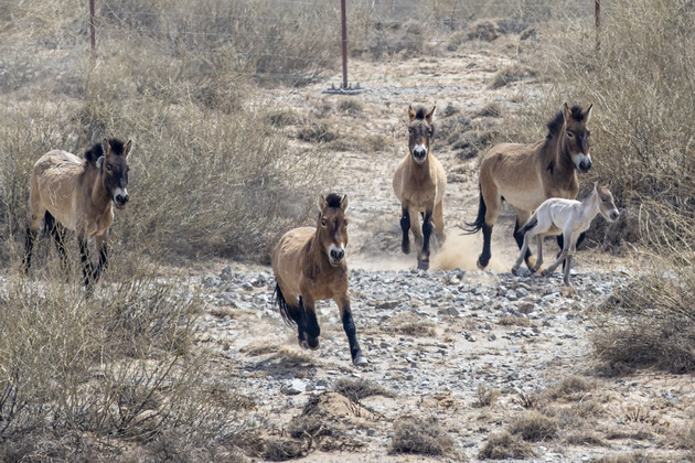 CHINA-NINGXIA-HELAN MOUNTAIN-PRZEWALSKI'S HORSE-REINTRODUCTION (CN)