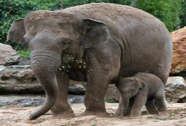 African officials call for protection of forest elephants in Congo Basin