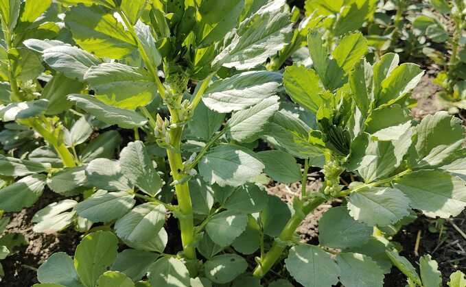 Growers still have time to replace SFI 24 with beans and peas option