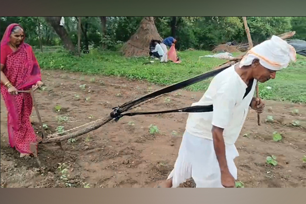 Maharashtra: 76-year-old farmer ploughs farm manually for 10 years due to financial hardship