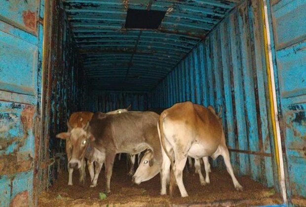 Meghalaya: BSF rescues 88 head of cattle on international border in East Khasi Hills