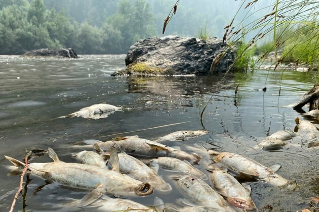 Tribe: California Wildfire Near Oregon Causes Fish Deaths