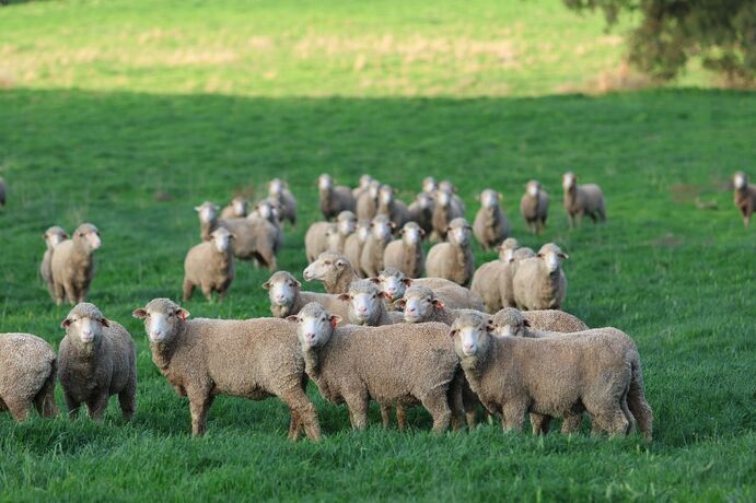 The Green Sheep Project was announced in late September and is set to formally kick off earlier next year. 