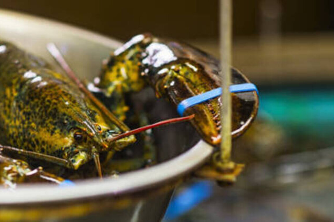 UK to ban live boiling of lobsters and crabs
