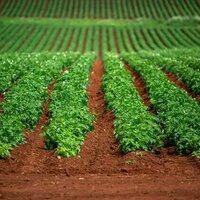 How researchers are making precision agriculture more affordable