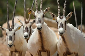 Al Ain Zoo celebrates Endangered Species Day by showcasing 57 Years of conservation success