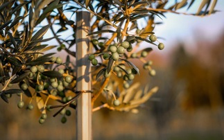 Most northerly commercial olive grove completes first UK harvest