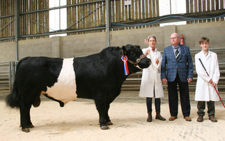 Sales round-up: Shades of Spring sale, breeding cattle and sheep, Belted Galloways