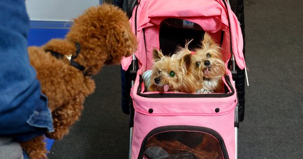 Spectacol de animale de companie la București: O zi plină de surprize!