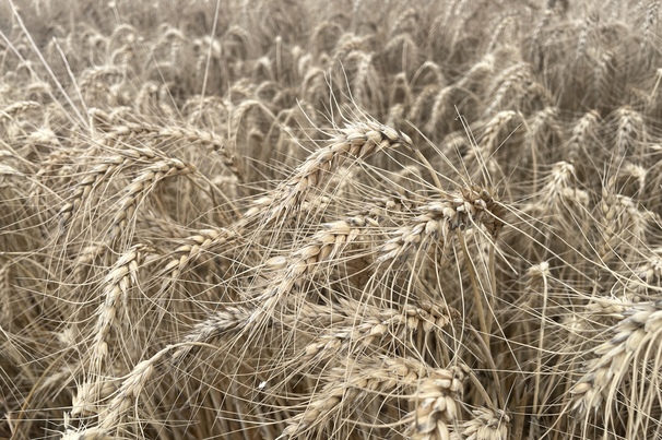 Wheat prices aren't very exciting, but analysts predict there could be opportunities ahead.