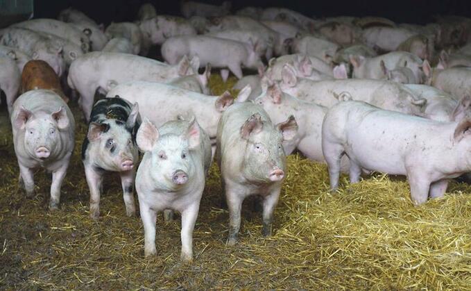 The National Pig Association has elected a new Pig Industry Group which will serve for the next three years
