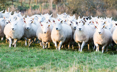 UK's Chief Veterinary Officer declares restriction zone in Norfolk and Suffolk after new bluetongue cases