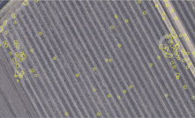 An image generated by weed detection using high resolution satellite imagery. Image supplied by Tim Neale, DataFarming.