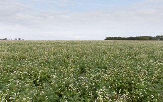 Making the most of cover crops this spring