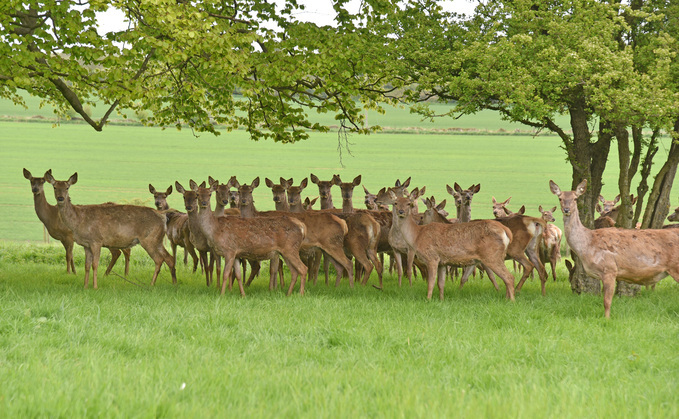  Deer and Christmas trees combine to provide opportunities for the next generation
