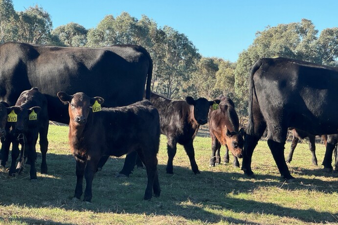 Contract breeding has been a mutually beneficial enterprise for the Howard family from Tarcutta in southern New South Wales and the stud they breed for. 