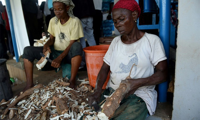 Researchers warn 'Ebola for plants' hitting Africa's cassava crop Researchers warn 'Ebola for plants' hitting Africa's cassava crop
