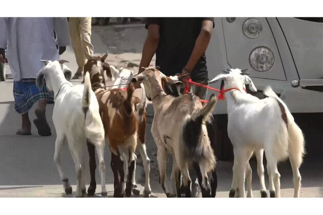 Goats fall ill due to intense summer heat ahead of Eid al-Adha festival