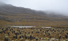 The Santurbán Páramo in Colombia