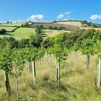 How to create a thriving forest, not box-checking 'tree cover'