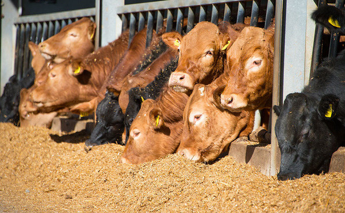 New recommendations for monitoring use of antibiotics on beef farms