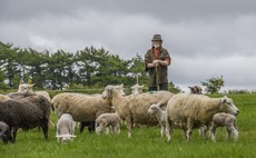 Maximising the value of every sheep on Somerset farm